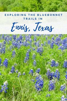 bluebonnet trails in texas with text overlaying the image