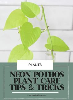 Neon Pothos are great viney houseplants that can be used in a variety of ways. It’s incredibly easy to grow making it an easy choice for your home whether you have a green thumb or not! Find all the tips and tricks for growing one over at Paisleyplants.com!