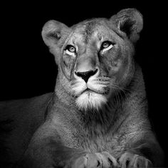 a black and white photo of a lion looking at the camera with its eyes wide open