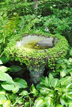 a bird bath surrounded by lush green plants