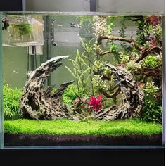 an aquarium filled with green plants and trees in the middle of it's tank