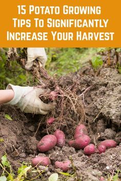 someone digging potatoes in the dirt with text overlay that reads 15 potato growing tips to significantly increase your harvest