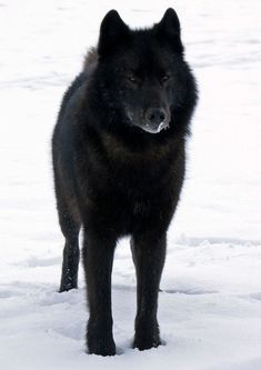 a large black dog standing in the snow