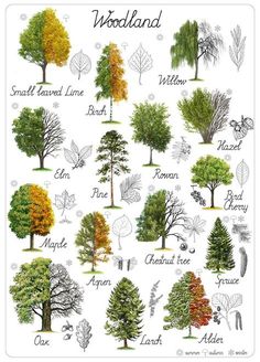 the different types of trees that are in latin and english language on a white background