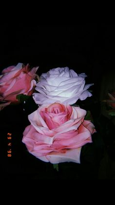 three pink and white roses in the dark