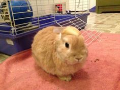 a small brown rabbit sitting on top of a pink blanket in front of a cage