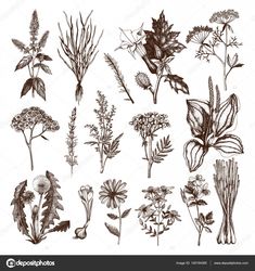 various plants and flowers drawn by hand