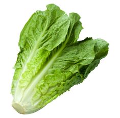 two lettuce heads on a white background