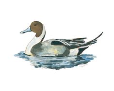 a watercolor painting of a duck floating on the water