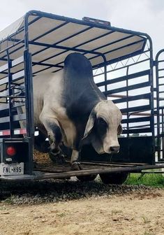 a cow is standing in the back of a truck with it's head down