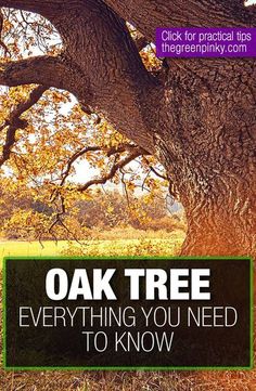 an oak tree with the words oak tree everything you need to know on it's side