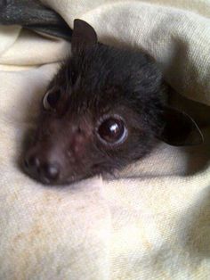 a small black dog laying on top of a bed under a white blanket and looking at the camera