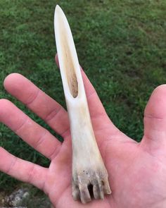 a hand holding a small animal's tooth in it's palm