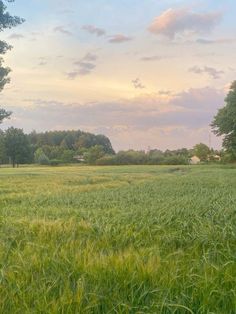 an open field with trees in the background