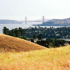 a view of the golden gate bridge and san francisco from atop a hill with dry grass in foreground