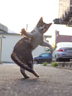 a cat is jumping up in the air to catch a frisbee on the street