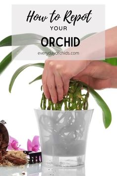 Orchid Potting Mix, Orchid Terrarium, Orchid Planters, Types Of Orchids