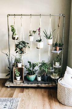 there are many potted plants hanging on the wall next to each other in this room