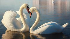 two white swans are swimming in the water near each other and one is touching it's head with its beak