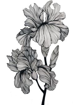 an ink drawing of a flower on a white background