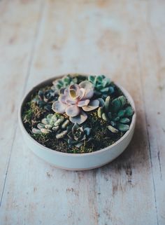 a white bowl filled with green plants on top of a wooden table