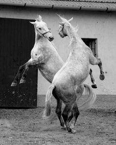 Lipizzaner horse - Hungary Lipizzaner Horse, Lippizaner, Dancing Animals, Wilde Westen, Domestic Animals, Arabian Horses, Horse Crazy