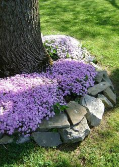 purple flowers growing on the side of a stone wall next to a tree and grass