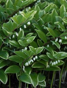 small white flowers growing in the middle of some green plants with leaves on them,