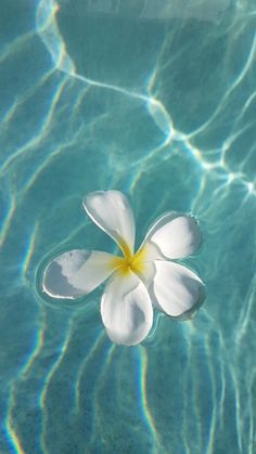 a white flower floating on top of a blue pool with water ripples around it