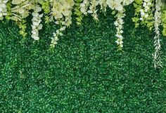 an overhead view of green plants growing on the side of a wall with white flowers