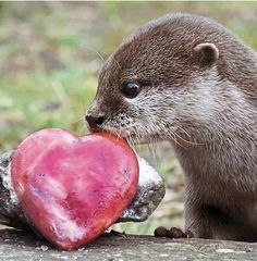 an otter holding a heart shaped object in its mouth