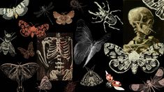 an image of butterflies and moths on a black background, with the skeleton in the foreground