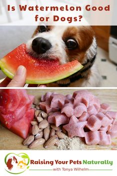 a dog is eating watermelon and looking at the camera