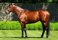 a brown horse standing on top of a lush green field