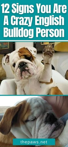 two dogs are sitting in a chair with their paws up and the words 12 signs you are a crazy english bulldog person