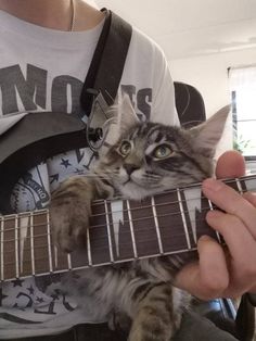 a person holding a guitar with a cat on it