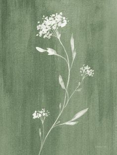 a plant with white flowers on a green background