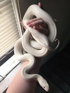 a hand holding a white snake in front of a window with blinds on the outside