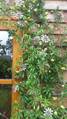 an image of flowers growing on the side of a building that is made out of wood