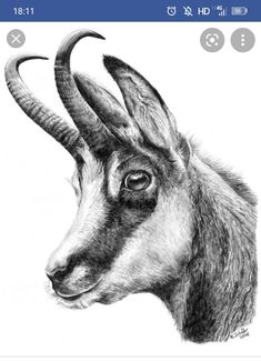 an antelope's head is shown in black and white, with long horns