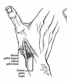 an illustration shows the location of the elbow and tendus in this image, as well as other parts of the arm