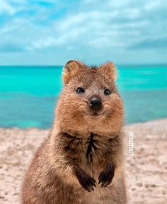 a small animal standing on its hind legs in front of the ocean and sand with it's paws up