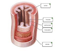 the structure of an animal's stomach with labels on each side and labeled in red