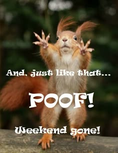 a squirrel is standing on its hind legs with the words poof weekend gone in front of it