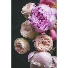 pink and white flowers with water droplets on them are photographed in this close up photo