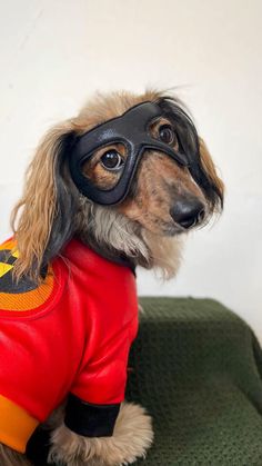 a small dog wearing a red shirt and black leather mask on top of it's head