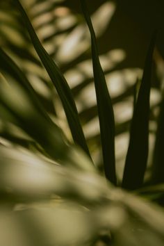 a close up view of the leaves of a plant