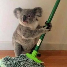 a koala is cleaning the floor with a mop