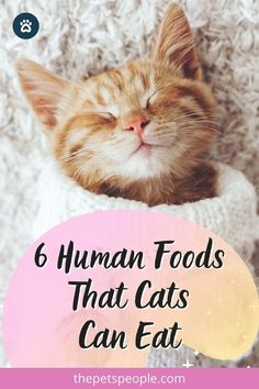 an orange cat with its eyes closed and the words 6 human foods that cats can eat