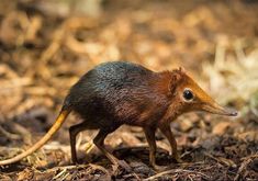 a small brown and black animal on the ground